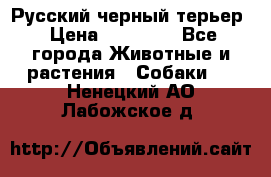 Русский черный терьер › Цена ­ 35 000 - Все города Животные и растения » Собаки   . Ненецкий АО,Лабожское д.